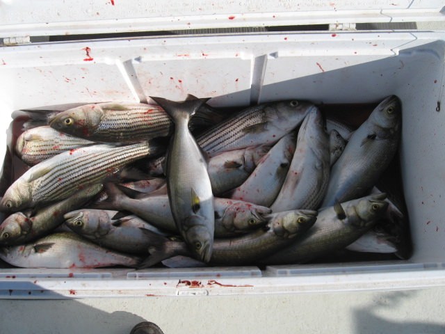 A Mix Of Striped Bass And Bluefish Caught On Live Bait - Sawyer Chesapeake Bay Fishing Charters From Maryland's Eastern Shore!