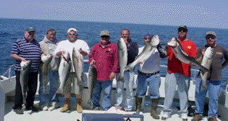 Chesapeake Bay Striped Bass Caught off of Maryland's Eastern Shore!! Big Rockfish!!