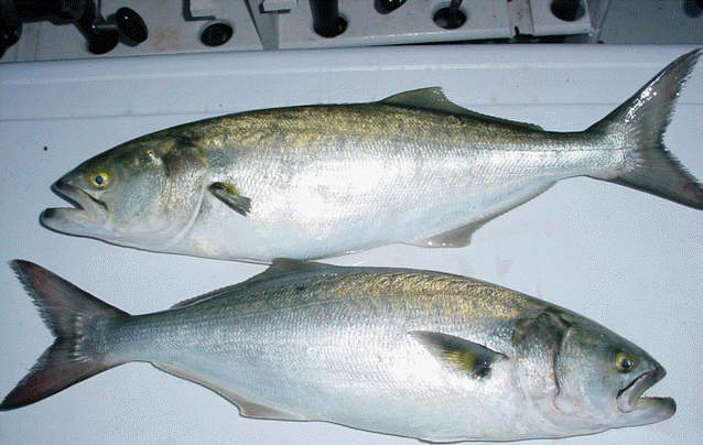 Hurtig selvmord Pløje Bluefish in Maryland's Chesapeake Bay,Bluefish,Bluefish Fishing Charters