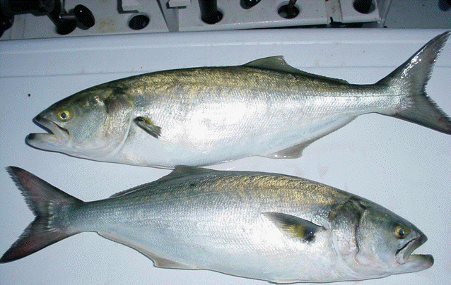 bluefish in marylandu002639s chesapeake baybluefishbluefish fishing blue fish 638x404