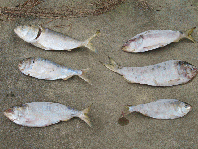 Menhaden in Maryland's Chesapeake Bay