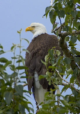 Bald Eagles, a regular occurrence on Hoopers Island