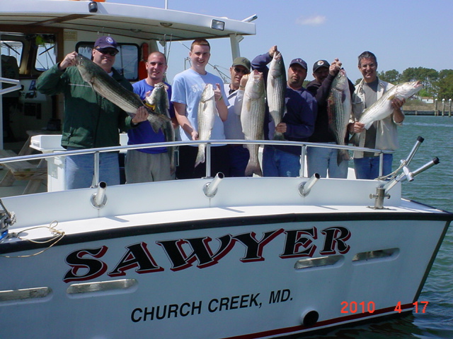 Chesapeake Bay Striped Bass