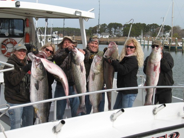 Trophy Chesapeake Bay Rockfish! Sawyer Chesapeake Bay Fishing Charters On Maryland's Eastern Shore!