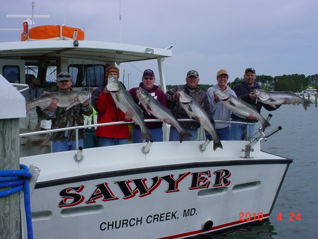 More Chesapeake Bay Rockfish!