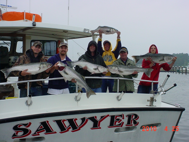 Trophy Chesapeake Bay Striped Bass!