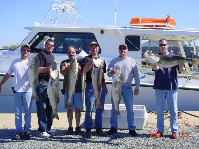 Chesapeake Bay Striped Bass!