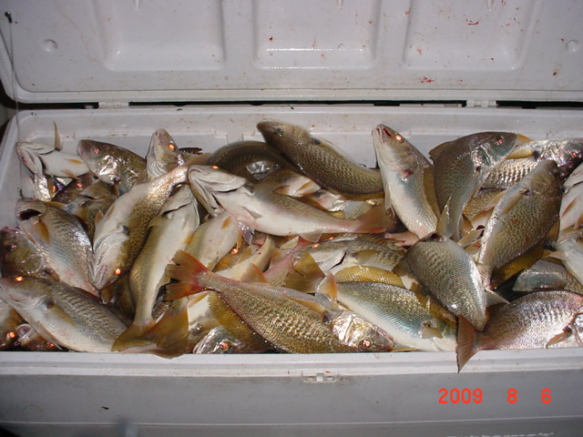 Big Croakers on the Chesapeake Bay!