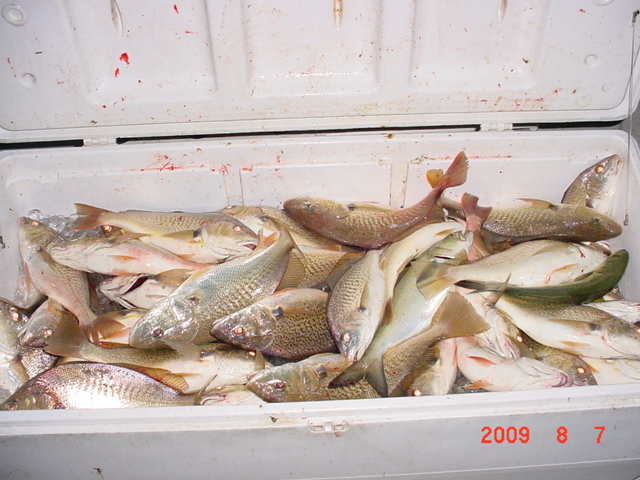 Croakers on Maryland's Chesapeake Bay! Big Croakers!