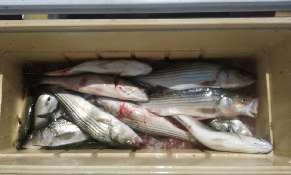 Chesapeake Bay Striped Bass and some Bluefish!
