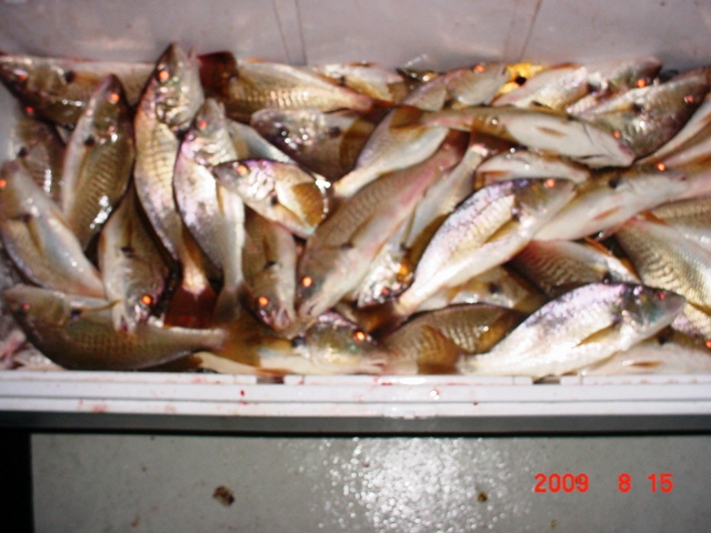 Chesapeake Bay Croakers!