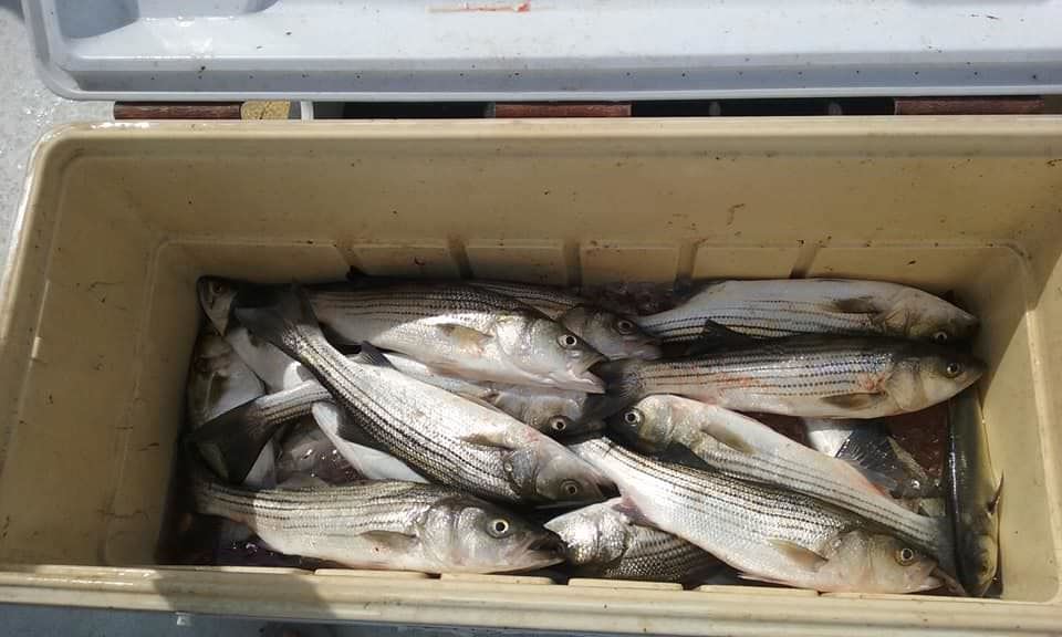 Rockfish and Bluefish Caught while Live-Lining