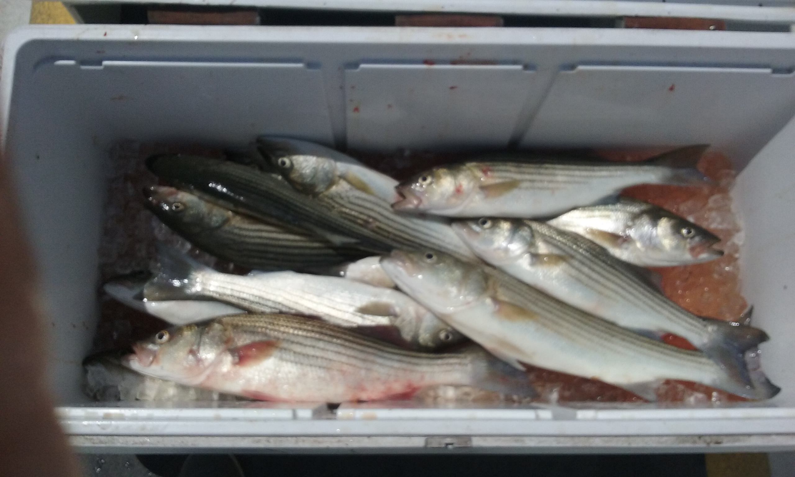 Another Batch of Nice Chesapeake Bay Rockfish!