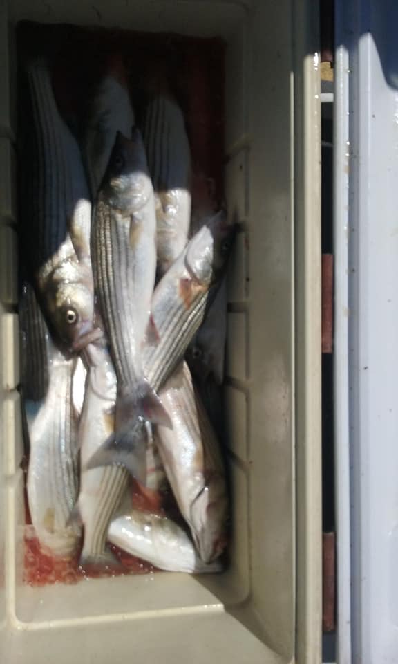 Cooler Full of Maryland Chesapeake Bay Rockfish!