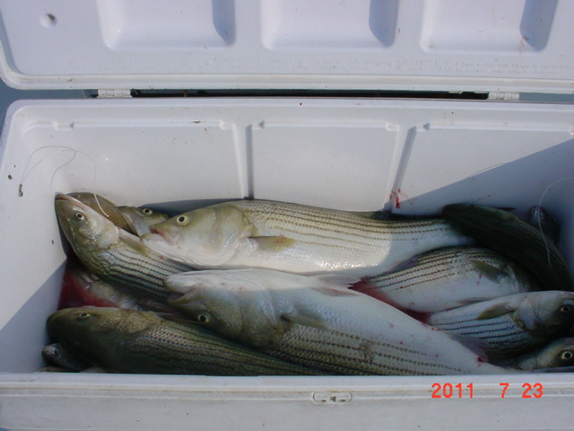 Maryland Striped Bass Fishing Charters