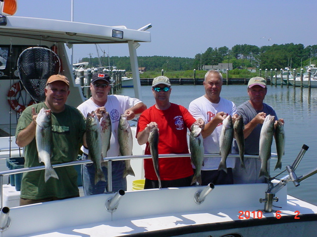 Chesapeake Bay Striped Bass Fishing Charters!