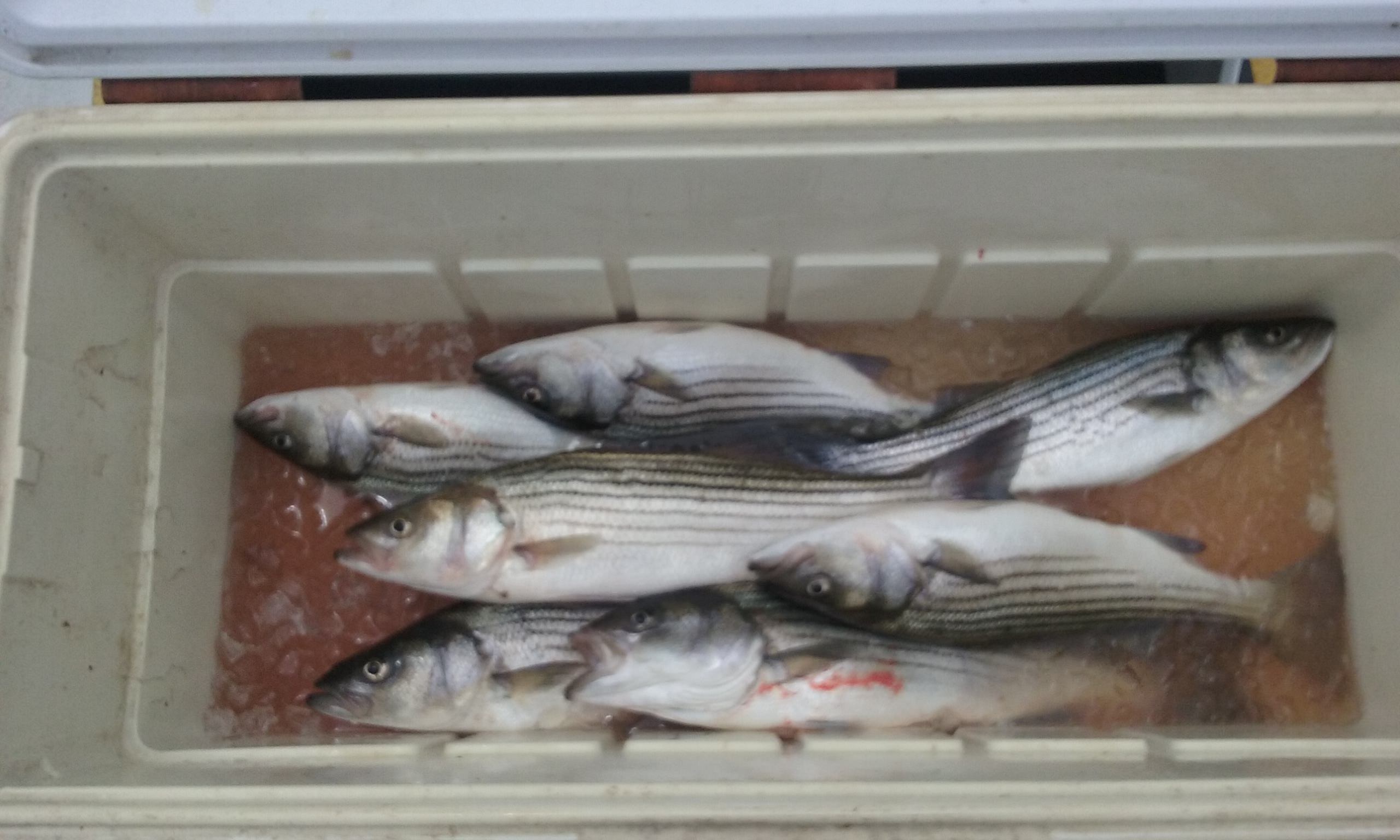 Rockfish on the Chesapeake Bay