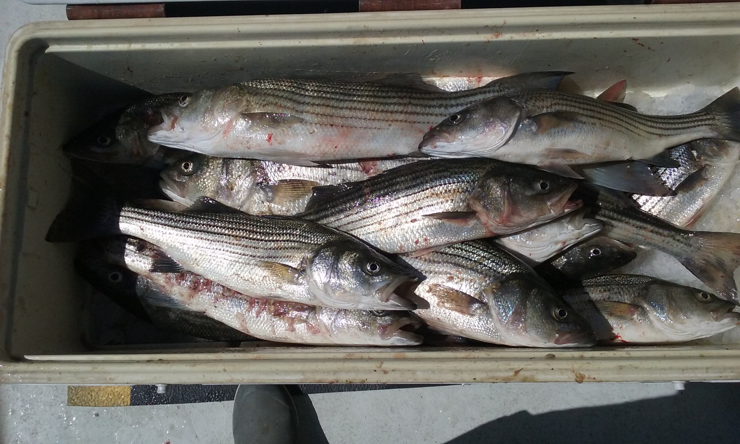 More Striped Bass Caught With Light Tackle!