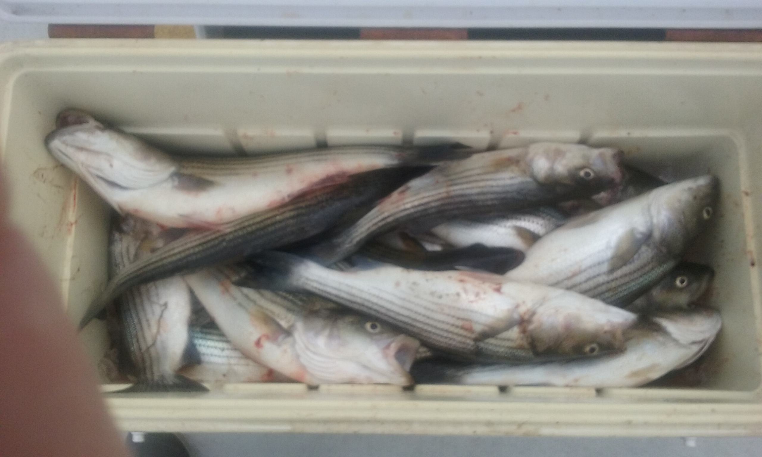 Chesapeake Bay Fishing Charters for Rockfish!