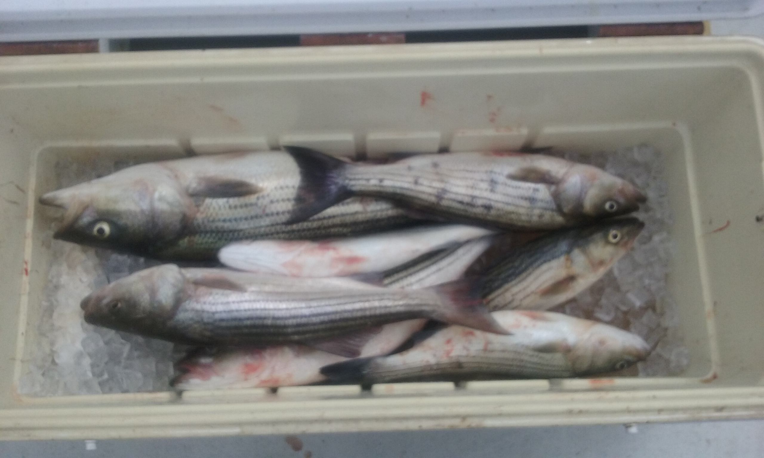 Chesapeake Bay Striped Bass from Maryland's Eastern Shore!
