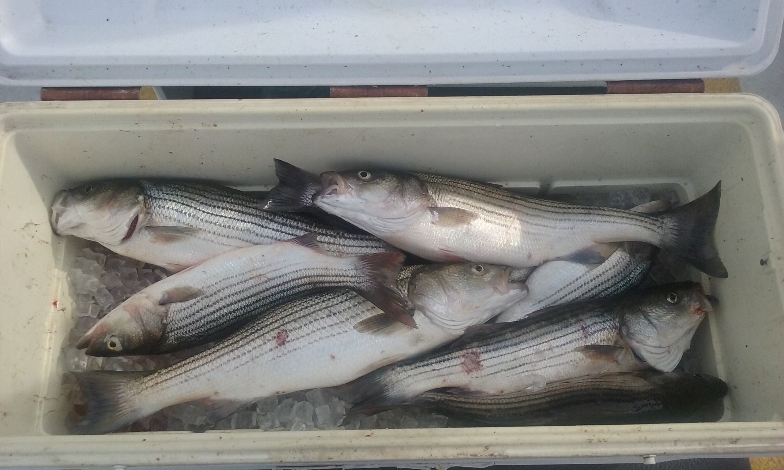 Great Striper Fishing on the Chesapeake Bay!