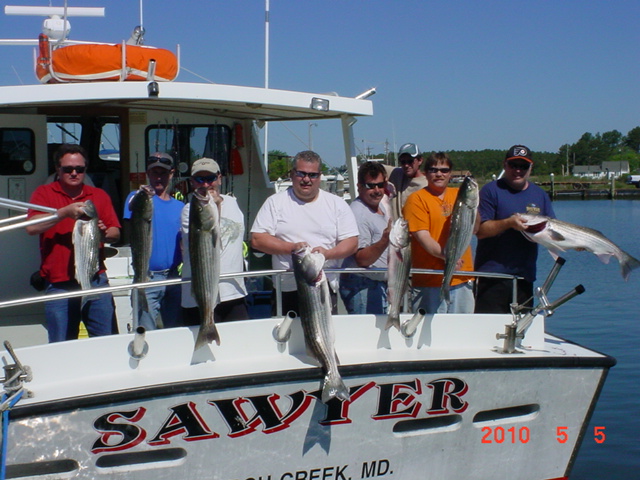Chesapeake Bay Striped Bass!