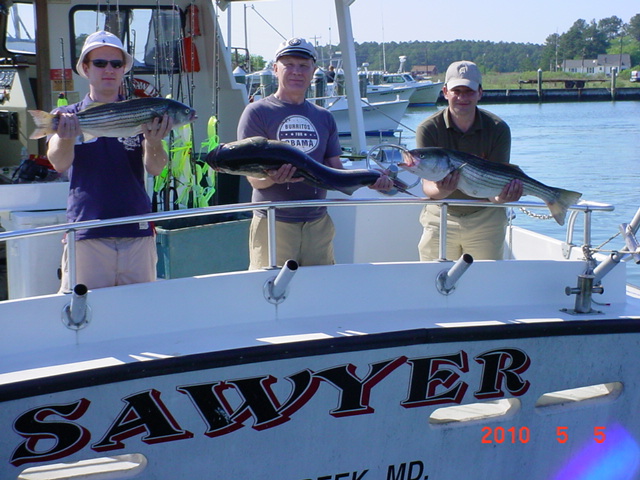 Chesapeake Bay Rockfish Charters!