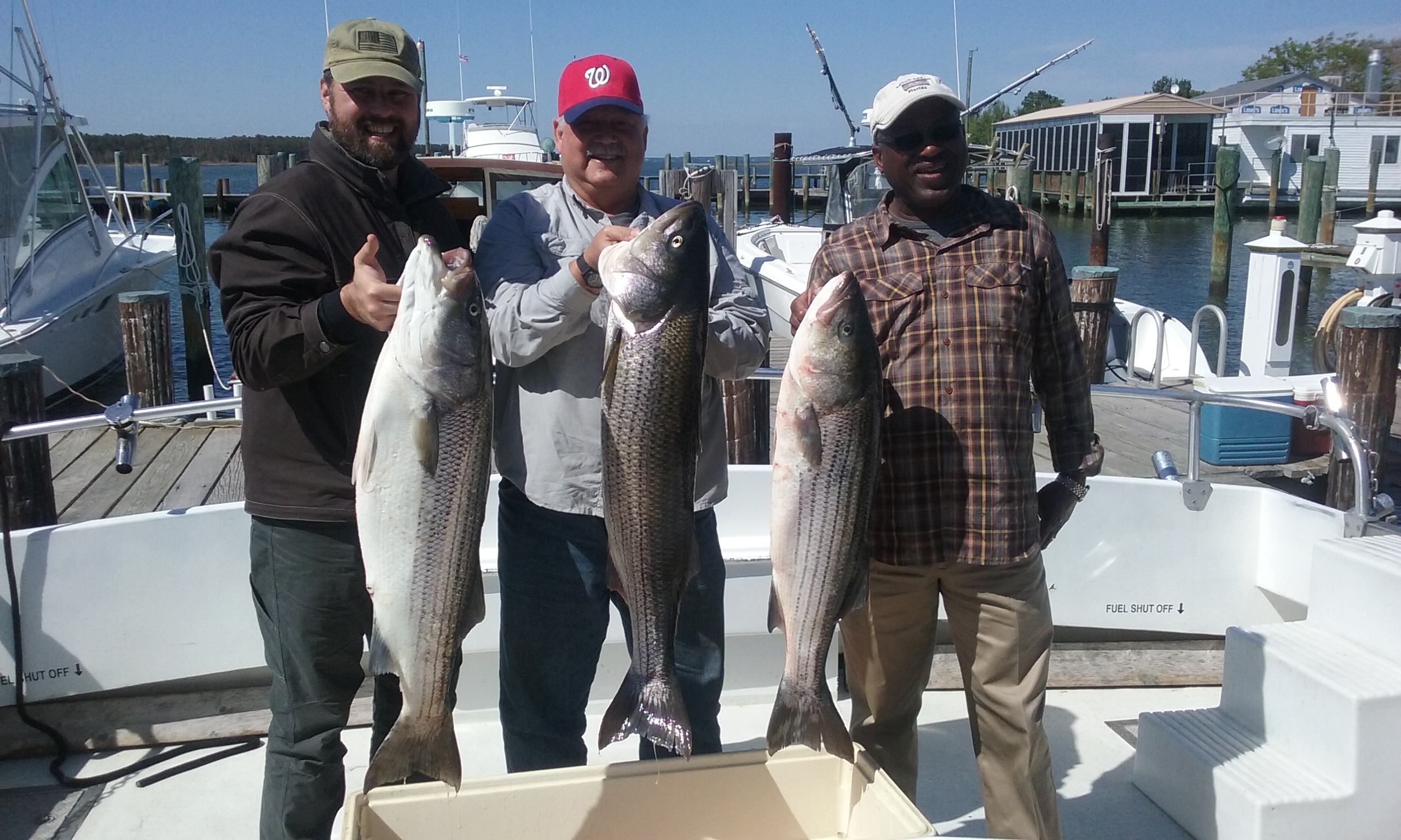 Three BIG Chesapeake Bay Rockfish on Maryland's Eastern Shore!