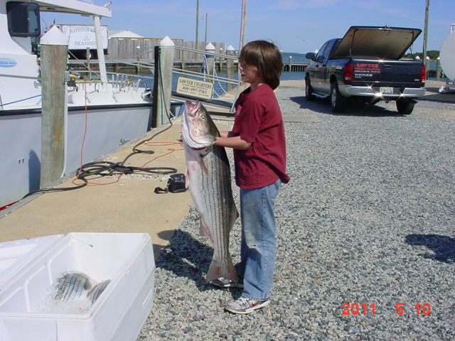Big Rockfish Caught on Maryland's Chesapeake Bay!
