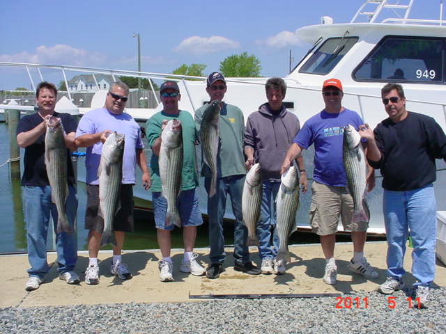 Chesapeake Bay Trophy Rockfish!