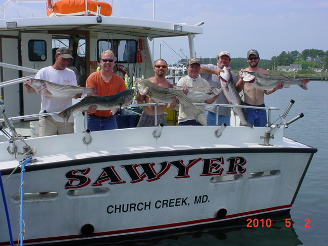 Chesapeake Bay Striped Bass from Maryland's Eastern Shore!