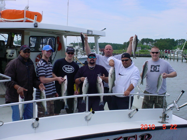 Chesapeake Bay Striped Bass!
