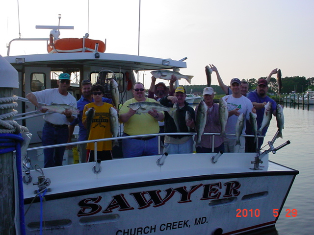 Chesapeake Bay Striped Bass!!