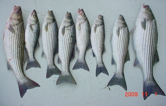 Striped Bass Caught on Maryland's Chesapeake Bay!