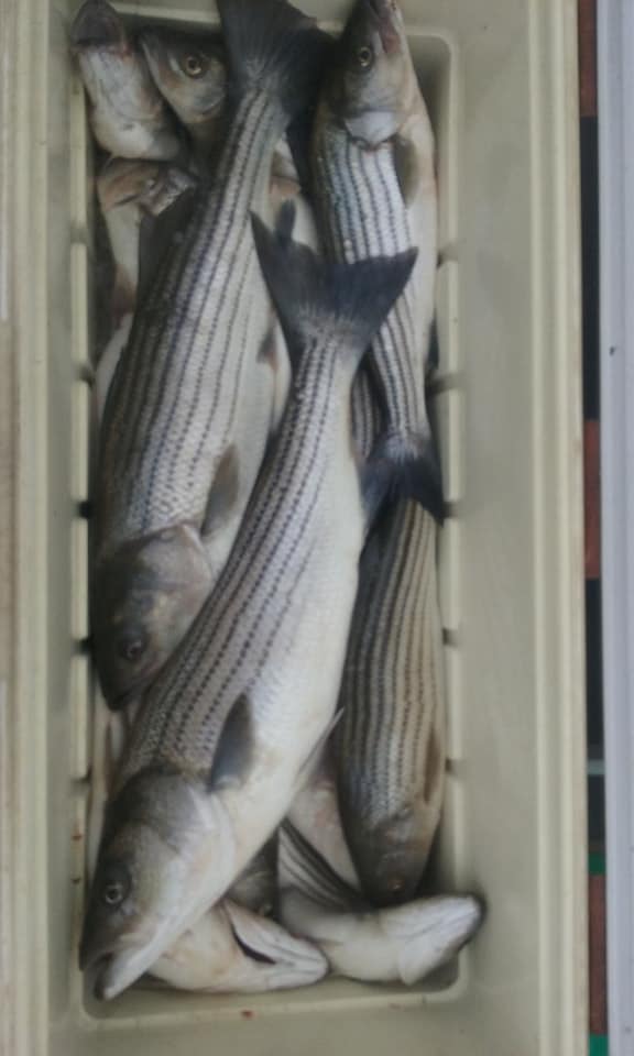 Another Cooler Full of Chesapeake Bay Striped Bass!