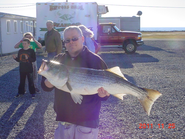 Chesapeake Bay Striped Bass