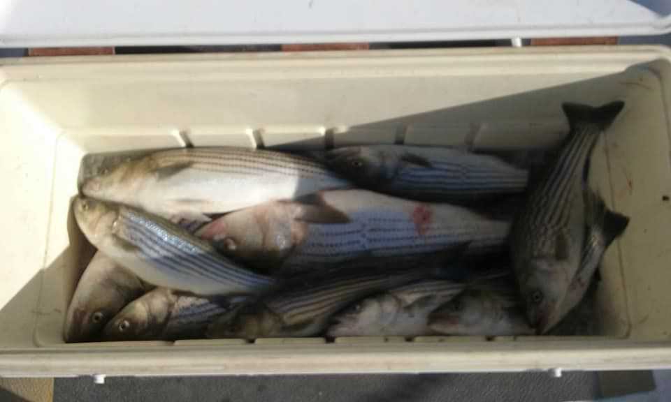 Another Limit of Chesapeake Bay Rockfish!