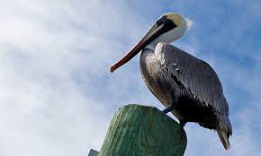 Pelicans On The Chesapeake Bay!