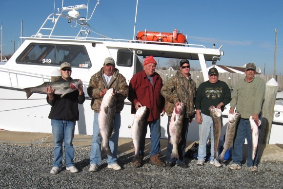 Giant Rockfish on Maryland's Chesapeake Bay!!